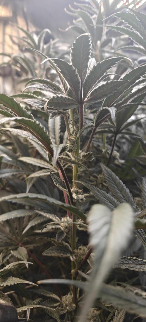 Bahama Mama. Week 8
