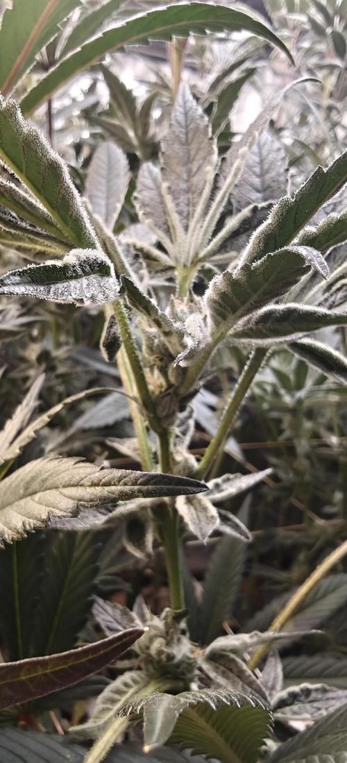 Bahama Mama. Week 8