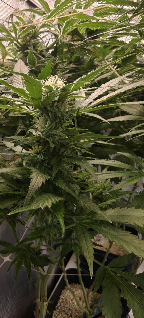 Gorilla Glue #4. Week 5