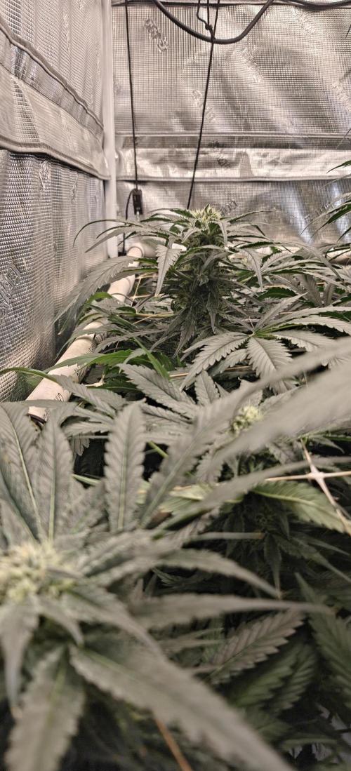Gorilla Glue #4. Week 5