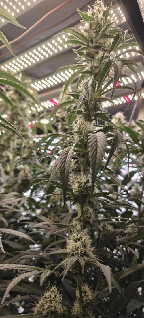 Exodus Cheese Seed Grow Out. Week 12