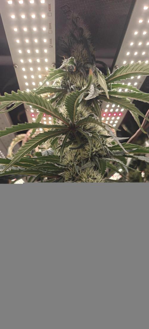 Exodus Cheese Seed Grow Out. Week 12