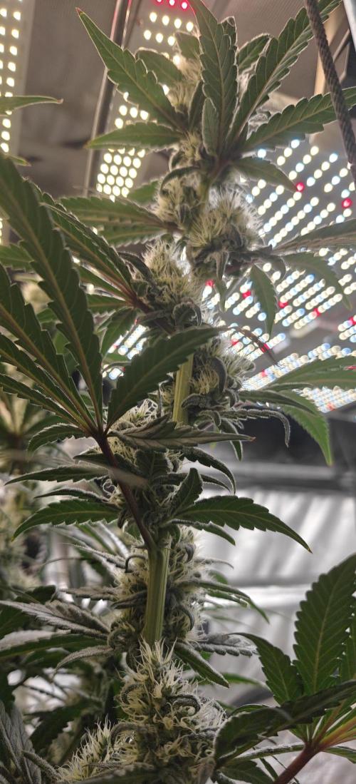 Exodus Cheese Seed Grow Out. Week 12