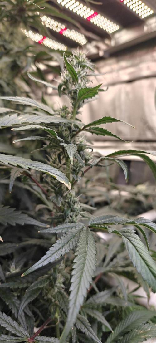 Exodus Cheese. Week 12