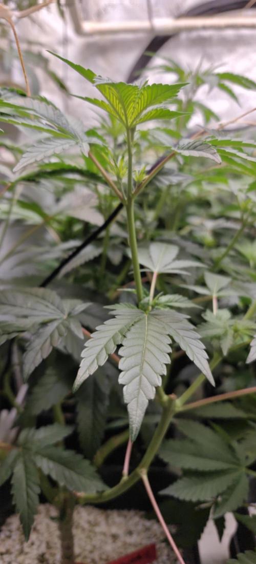 Mouth Wash Seed grow from Humboldt Seeds. Week 12