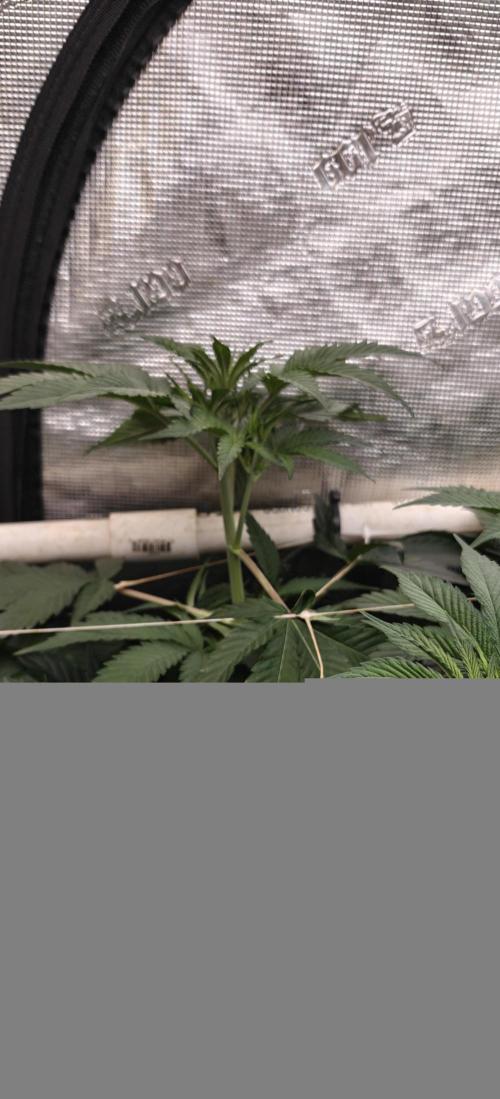 Mouth Wash Seed grow from Humboldt Seeds. Week 12