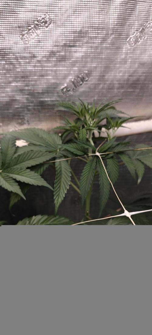 Mouth Wash Seed grow from Humboldt Seeds. Week 12