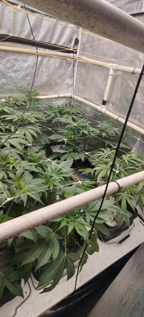 Banana Sapphire - Humboldt Seeds Org. Week 11