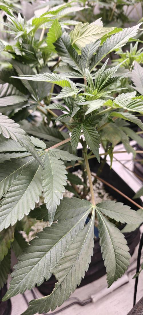 Banana Sapphire - Humboldt Seeds Org. Week 11