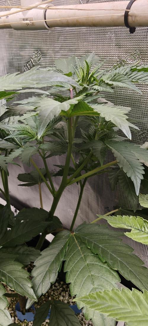 Banana Sapphire - Humboldt Seeds Org. Week 11