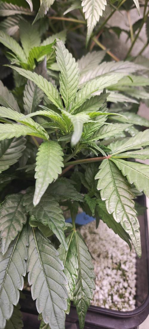 Banana Sapphire - Humboldt Seeds Org. Week 11
