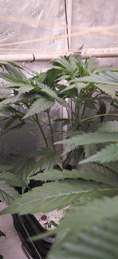Banana Sapphire - Humboldt Seeds Org. Week 11