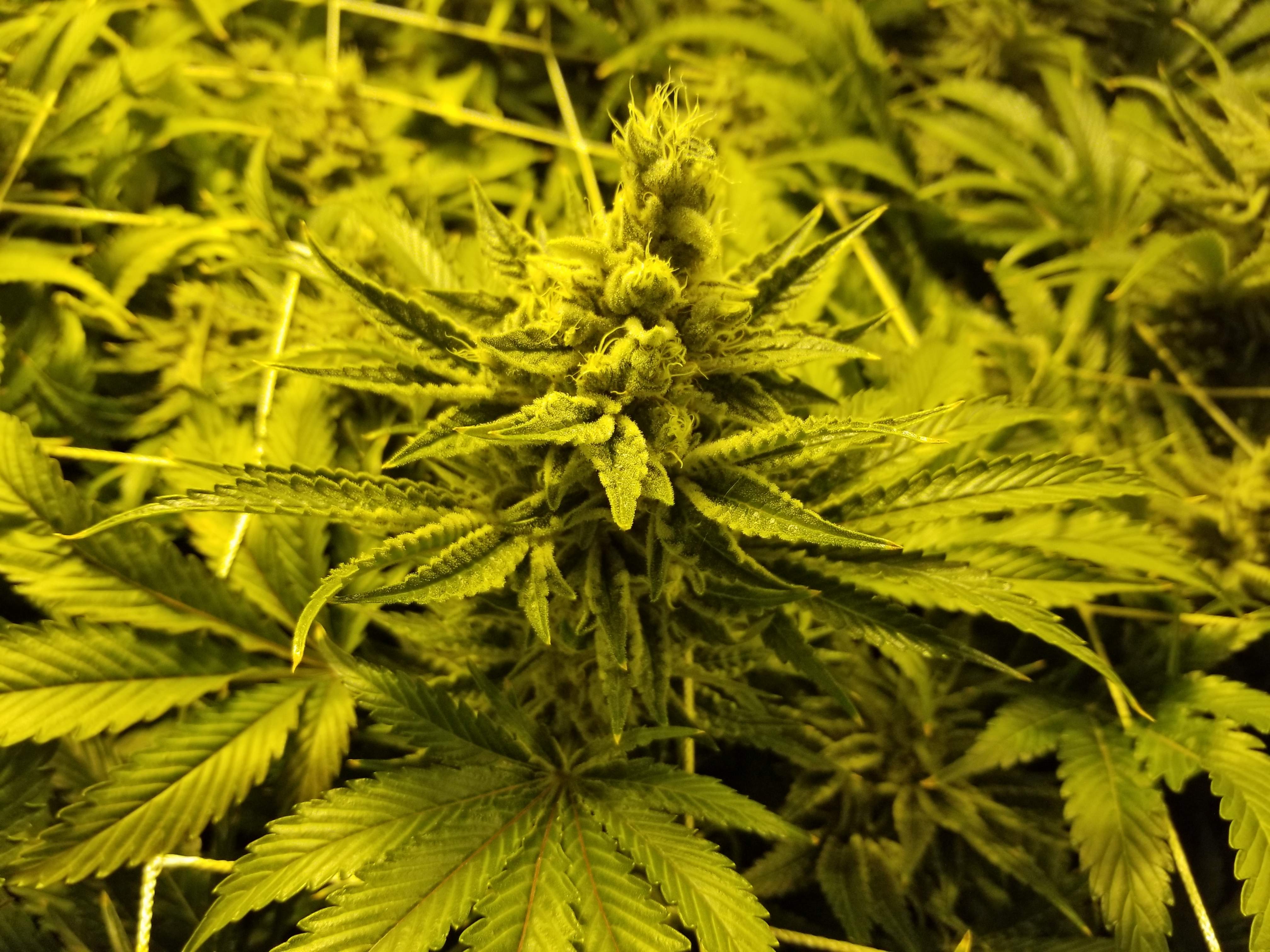 T.H.Seeds Strawberry Glue grow diary (journal) harvest12 by Drtomb