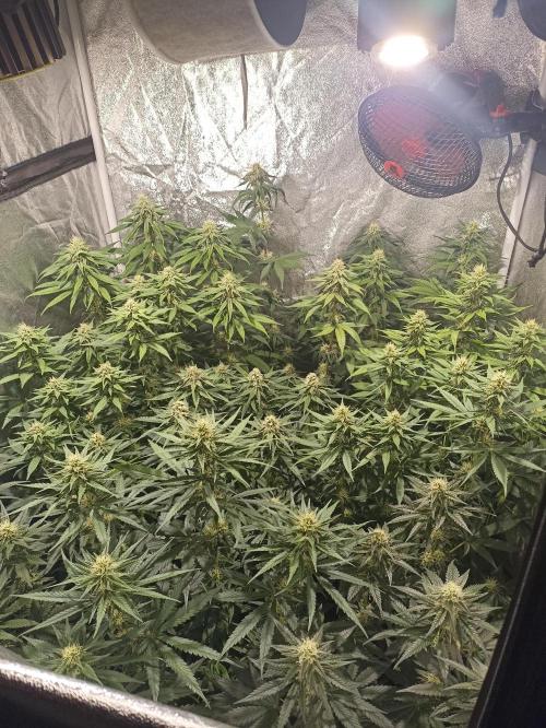 Sweet Mandarine Zkittlez F1 Fast Version. Week 9