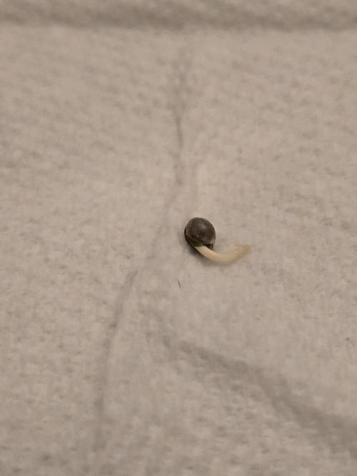 HSC Moon Fog Indoor. Week 0 - #2