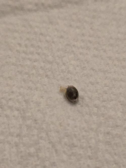 HSC Moon Fog Indoor. Week 0 - #3