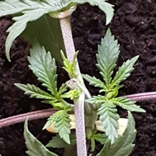 Strawberry Cough freebies!. Week 3