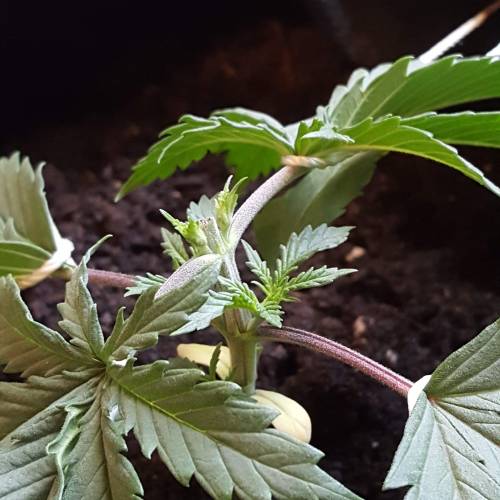 Strawberry Cough freebies!. Week 3