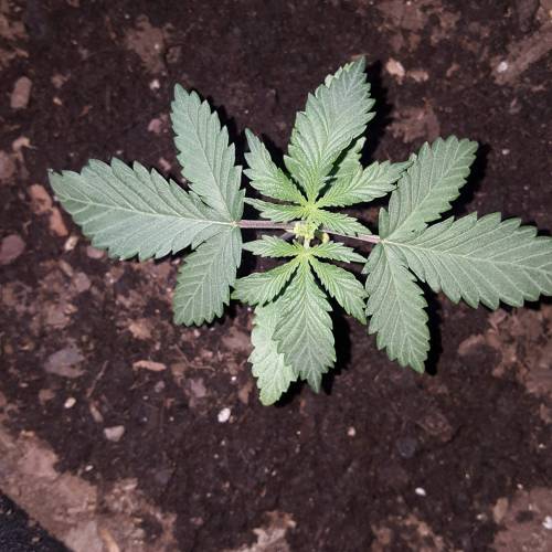 Strawberry Cough freebies!. Week 3