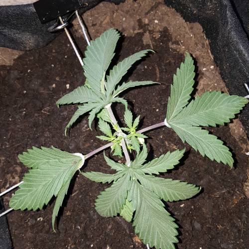 Strawberry Cough freebies!. Week 3