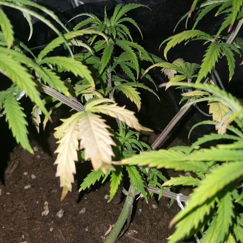 Strawberry Cough freebies!. Week 6