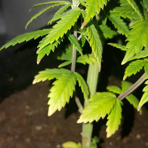 Strawberry Cough freebies!. Week 6