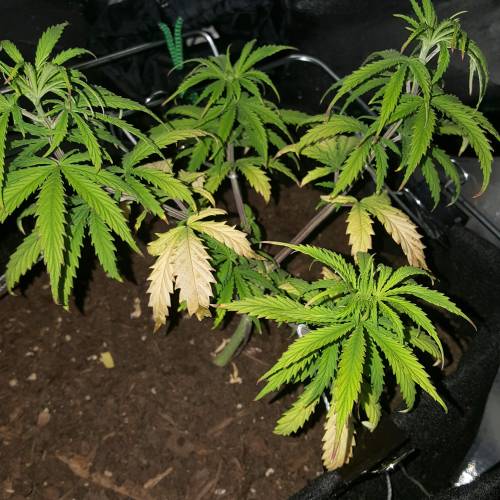 Strawberry Cough freebies!. Week 6