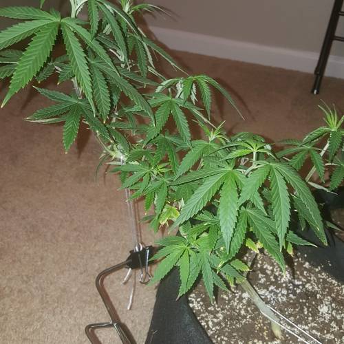 Strawberry Cough freebies!. Week 10