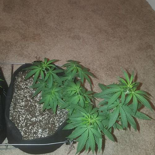 Strawberry Cough freebies!. Week 10