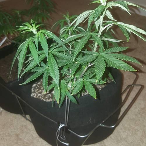 Strawberry Cough freebies!. Week 10