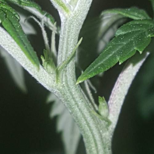 Strawberry Cough freebies!. Week 10