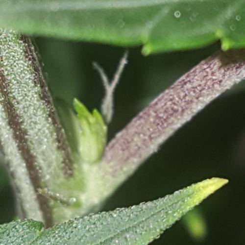 Strawberry Cough freebies!. Week 10