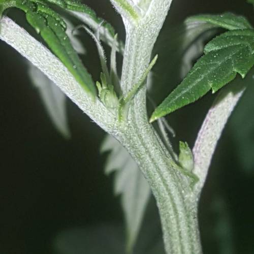 Strawberry Cough freebies!. Week 10