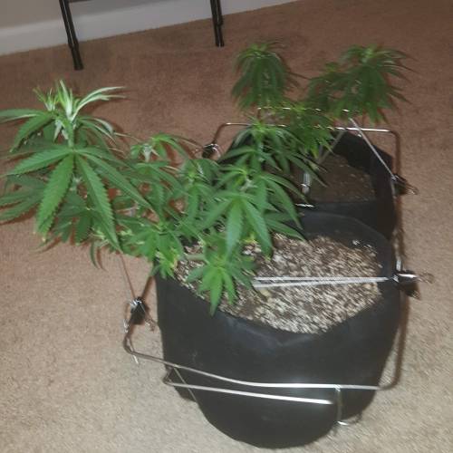 Strawberry Cough freebies!. Week 10