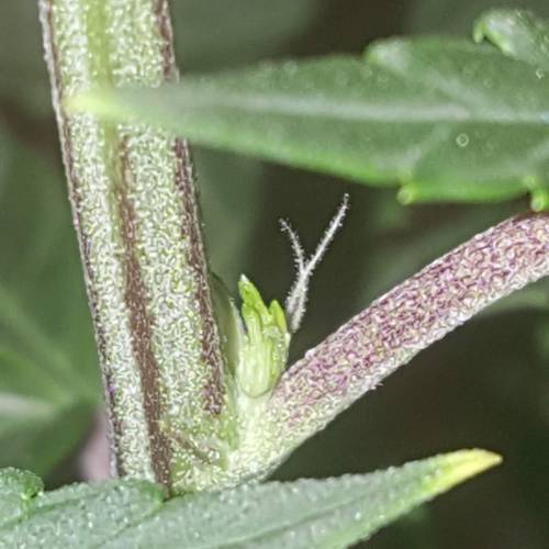 Strawberry Cough freebies!. Week 10