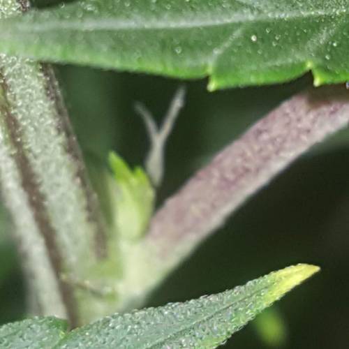 Strawberry Cough freebies!. Week 10