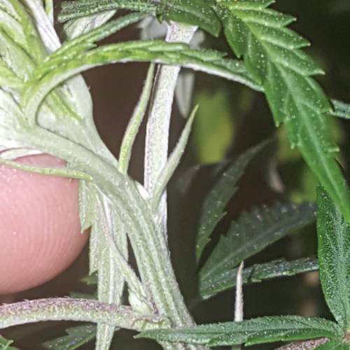 Strawberry Cough freebies!. Week 10