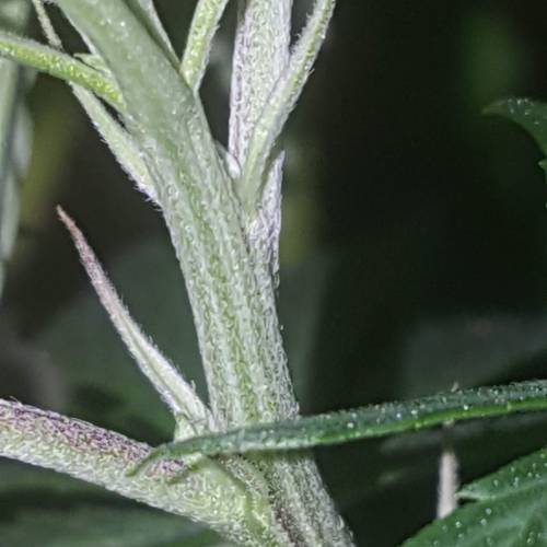 Strawberry Cough freebies!. Week 10