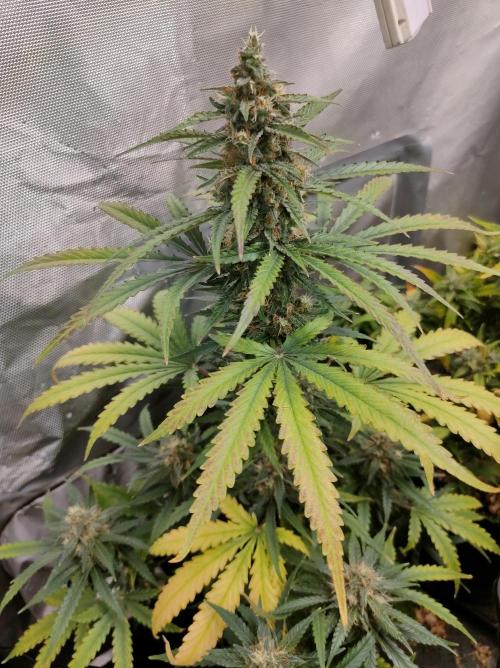 Auto Fire DOG. Week 11