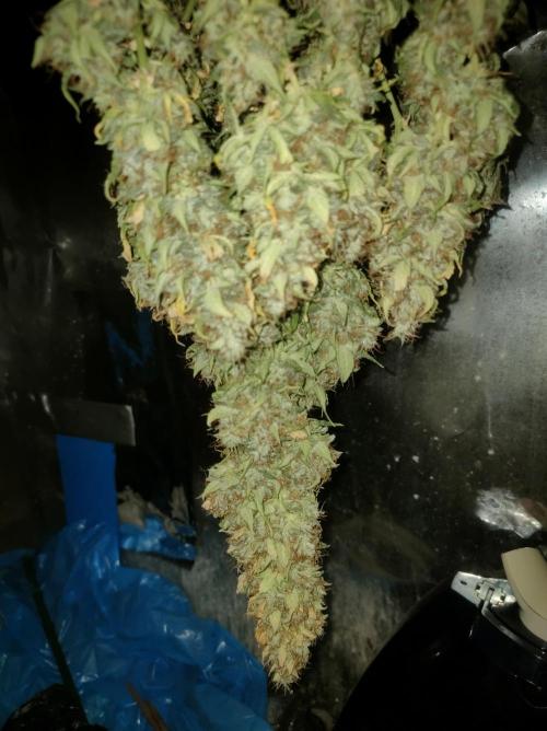 DIARY#8 - AUTOS - 2025. Week 14 - Green Poison XL Auto - Cosecha 