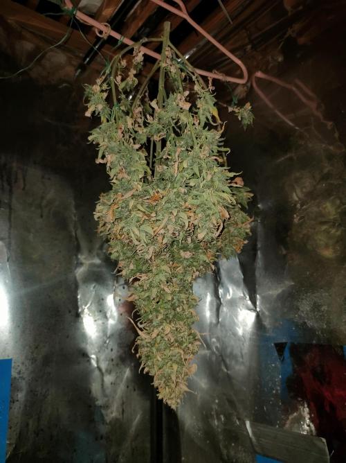 DIARY#8 - AUTOS - 2025. Week 14 - Moby Dick Auto - Cosecha