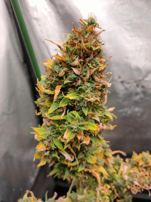 DIARY#8 - AUTOS - 2025. Week 14 - Moby Dick Auto - 95 días 