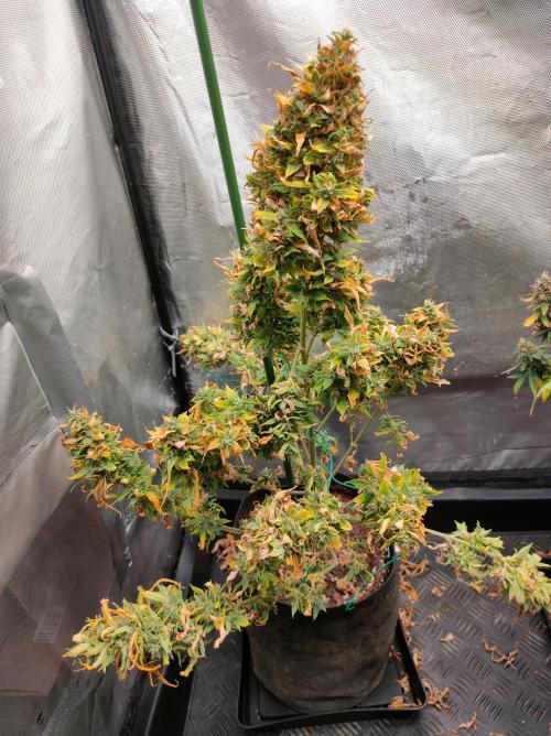 DIARY#8 - AUTOS - 2025. Week 14 - Moby Dick Auto - 95 días 