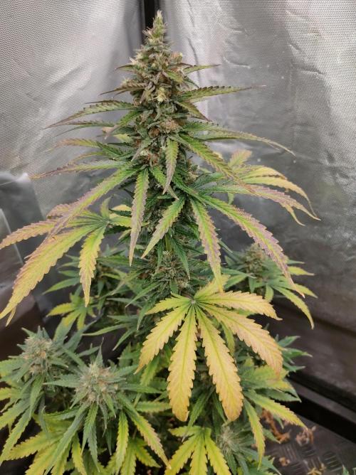 Auto Fire DOG. Week 12