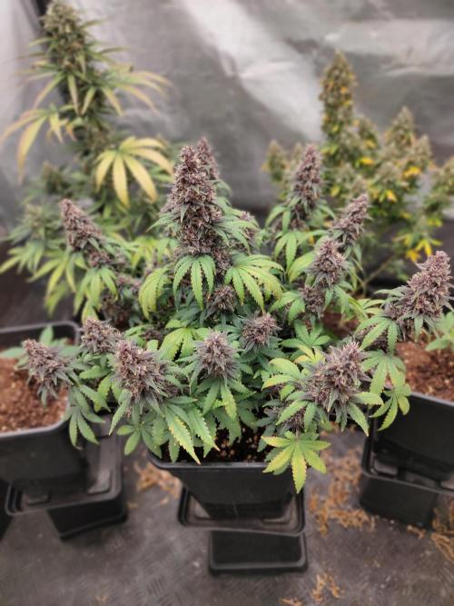 Red Strawberry Banana Auto - 2025. Week 12