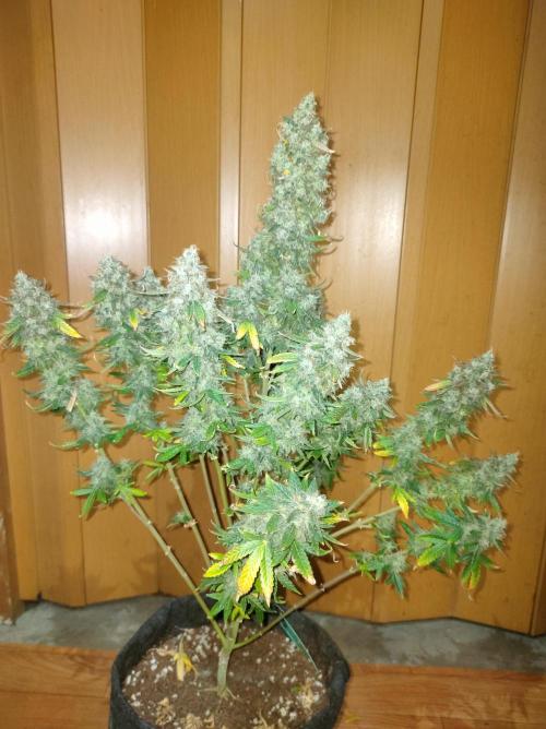 DIARY#8 - AUTOS - 2025. Week 14 - MilkyWay F1- Día 97