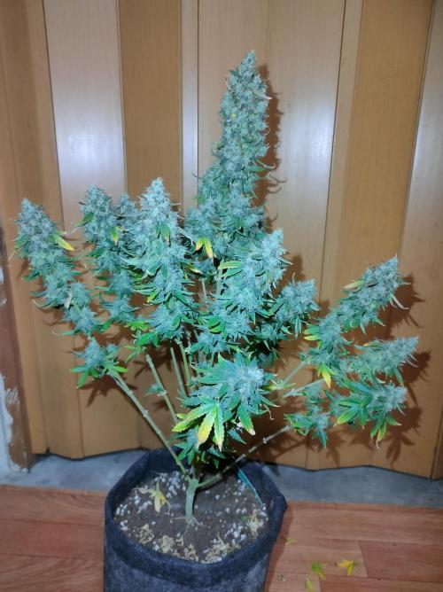 DIARY#8 - AUTOS - 2025. Week 14 - MilkyWay F1- Día 97