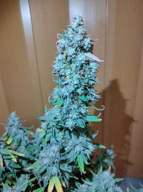 DIARY#8 - AUTOS - 2025. Week 14 - MilkyWay F1- Día 97