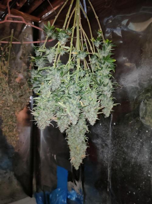 DIARY#8 - AUTOS - 2025. Week 14 - MilkyWay F1- Cosecha