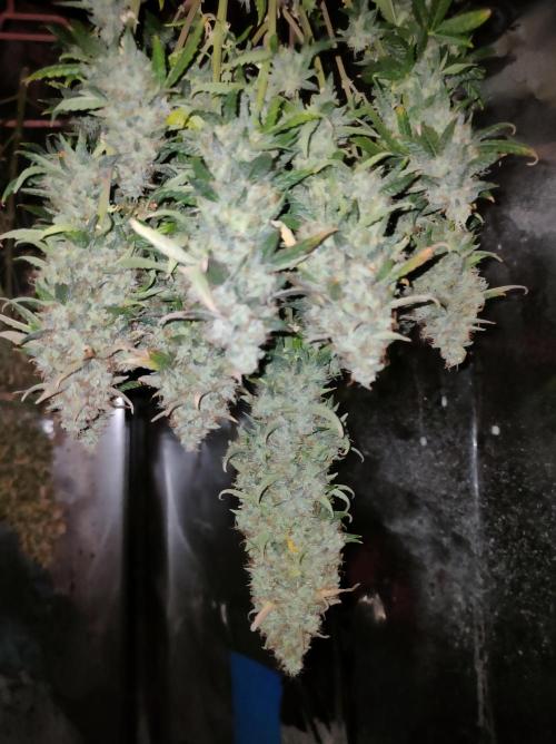 DIARY#8 - AUTOS - 2025. Week 14 - MilkyWay F1- Cosecha
